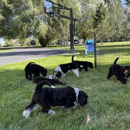 Portuguese Water Dog Puppies from Yellowstone Porties