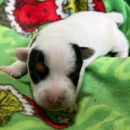 Shoulder Guard Boy - Tri-color male Jack Russell Terrier puppy in Yakima County, Washington from Saddle Rock Kennels