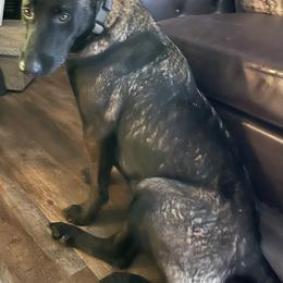 Belgian Malinois All Grown Up from Bayou State Malinois