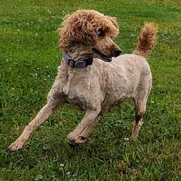 Yooper - Poodle