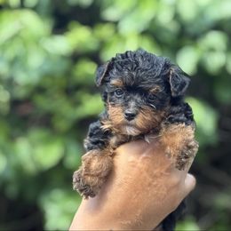 North - Black and tan female Yorkipoo puppy in Clifton, New Jersey from Kdash_yorkies