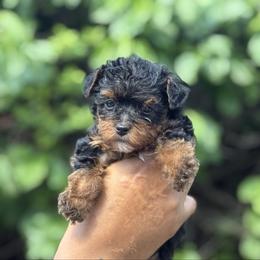 North - Black and tan female Yorkipoo puppy in Clifton, New Jersey from Kdash_yorkies
