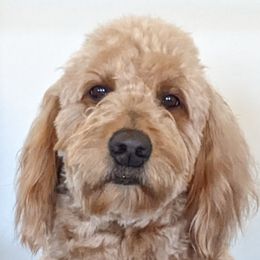 Hazel - Goldendoodle