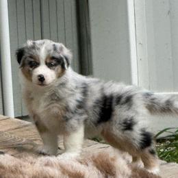 Ahri (long tail) - Blue merle female Australian Shepherd puppy in Jacksonville, Florida from Solace Australian Shepherds