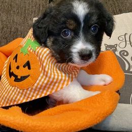 Miniature Australian Shepherd Puppies from Arch Hill Mini Aussies