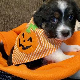Miniature Australian Shepherd Puppies from Arch Hill Mini Aussies