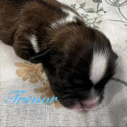 Trevor - Gold and white male Shih Tzu puppy in Hemet, California from Aloha Shih Tzu