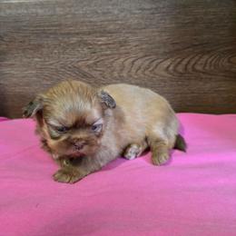 Female 2 - Chocolate and tan female Shih Tzu puppy in Meadows Of Dan, Virginia from Walt’s Shih Tzus