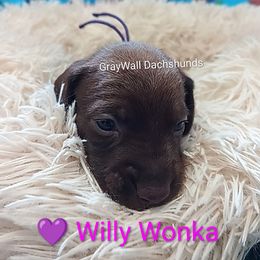 Willy Wonka-AKC Full - Chocolate male Dachshund puppy in Bates City, Missouri from Gray Wall Dachshunds