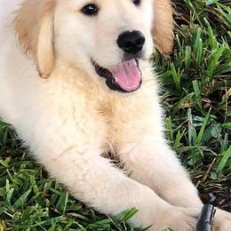 Golden Retrievers from Roc Starz