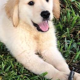Golden Retrievers from Roc Starz
