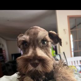 Miniature Schnauzer Puppies from Templin Pups