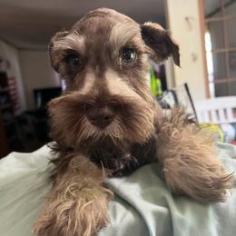 Miniature Schnauzer Puppies from Templin Pups