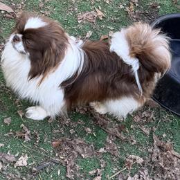 AKC Rush - Red male Pekingese puppy in Cumming, Georgia from Imperial Pekingese
