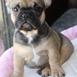 French Bulldog Puppies from Camp Fine Frenchies