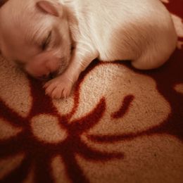 Tessa - Cream female Havanese puppy in Independence, Iowa from EClair's Havanese