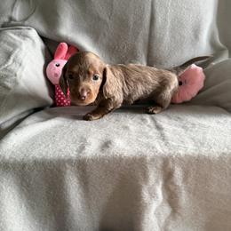 Isabella and tan - Fawn (isabella) and tan female Dachshund puppy in Mount Vernon, Ohio from Double A Dachshunds