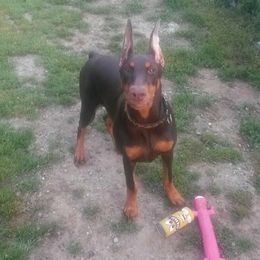 Doberman Pinschers from Terrylane Dobermans