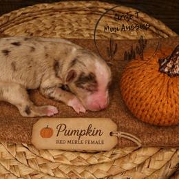 Pumpkin - Red merle female Miniature Australian Shepherd puppy in Apache Junction, Arizona from Circle T Mini Aussies