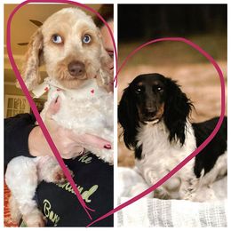 Penelope - Dachshund