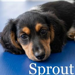 Sprout - Black and tan male Dachshund puppy in Austin, Texas from Glorious Minis