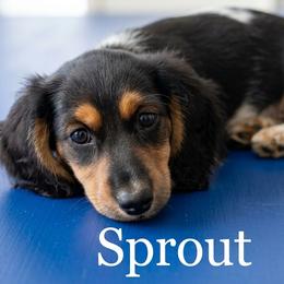 Sprout - Black and tan male Dachshund puppy in Austin, Texas from Glorious Minis