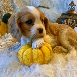 Cavalier King Charles Spaniel Puppies from Sunset Valley Cavaliers