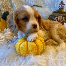 Cavalier King Charles Spaniel Puppies from Sunset Valley Cavaliers