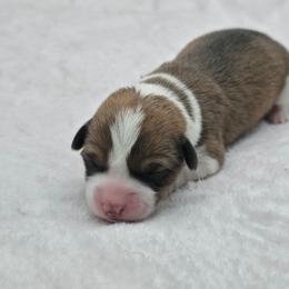 Feta - Sable female Pembroke Welsh Corgi puppy in Charleroi, Pennsylvania from Twilight Hollow Corgis