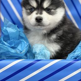 Cupid - Black and white Pomsky puppy in Henderson, Kentucky from Paris Pomskies