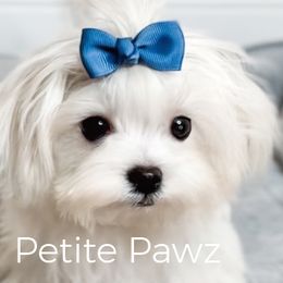 Austin - Maltese puppy from Petite Pawz