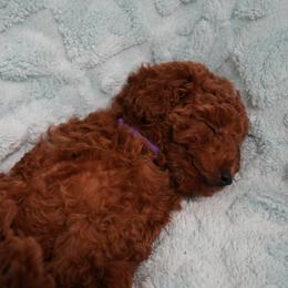 Mocha - Red  female Poodle puppy in Miami, Florida from COFFEE’S HEARTLINE POODLES