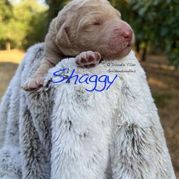 Goldendoodle Puppies from O’Doodle Clan Goldendoodles