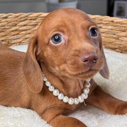 Cherry - Sable female Dachshund puppy in Wallingford, Kentucky from Hensley Homestead Dachshunds