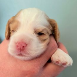 Guava - Red and white female Cocker Spaniel puppy in Bayfield, Colorado from Lucky Doodle Creations