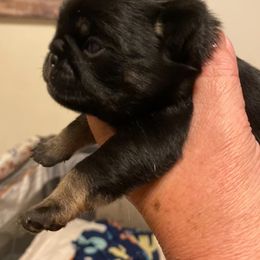 Oreo - Black male Pug puppy in Ridgefield, Washington from Cupid’s Pugs