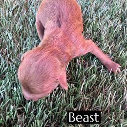 Beast - Brown and white male Aussiedoodle puppy in Bakersfield, California from Annie's Aussies