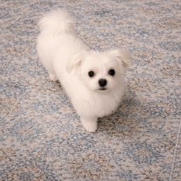 Lucky - Maltese