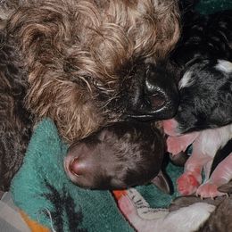 Ghirardelli - Chocolate male Goldendoodle puppy in Cross, South Carolina from DoodleDandy & Danes