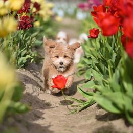 Hermes - Apricot male Maltipoo puppy in Deming, Washington from Heavenly Puppies to Love