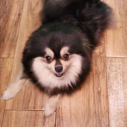 Riviera - Pomeranian