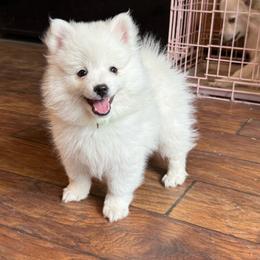 Lynx-Lime Green - White male American Eskimo Dog puppy in Squaw Valley, California from Bear Mountain