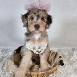Junie - Brown merle female Aussiedoodle puppy in Haleyville, Alabama from The Cuddly Dood Ranch