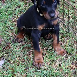 White collar 421 - Black and rust male Doberman Pinscher puppy in Harmony, North Carolina from Havenhaus Dobermans