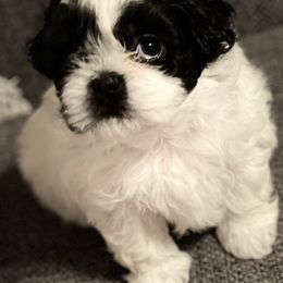 Shih Tzus from Dee's Shih Tzus
