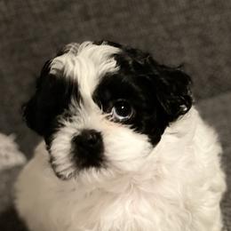 Shih Tzus from Dee's Shih Tzus