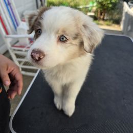 Australian Shepherd Puppies from Starlit Grove Australian Shepherds