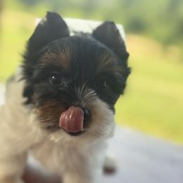 Biewer Terrier, Cavalier King Charles Spaniel, and Cavapoo Puppies from Happy Tails