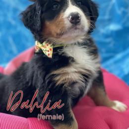 Bernedoodle and Bernese Mountain Dog Puppies from Faith and Family Farm