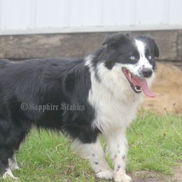 Ruger - Miniature Australian Shepherd